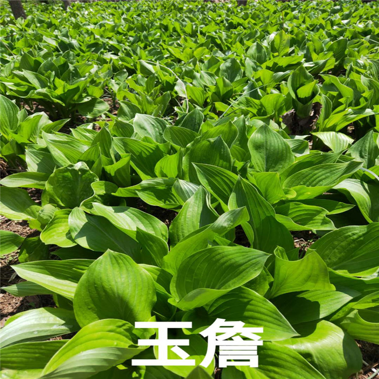 玉詹价格 玉詹基地 销售玉詹苗成活率高价格低  沈阳