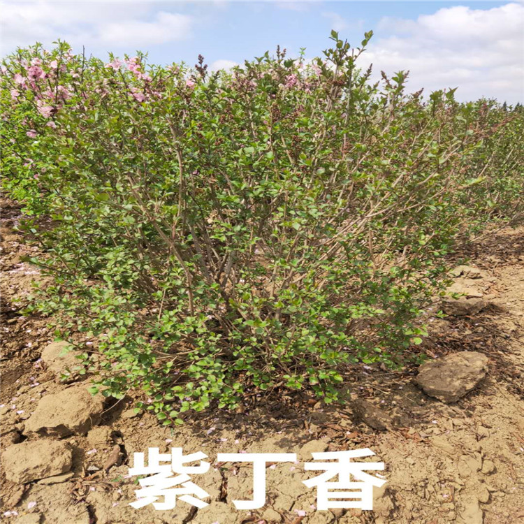 紫丁香价格 规格齐全1-12公分 紫丁香现货供应低价批发