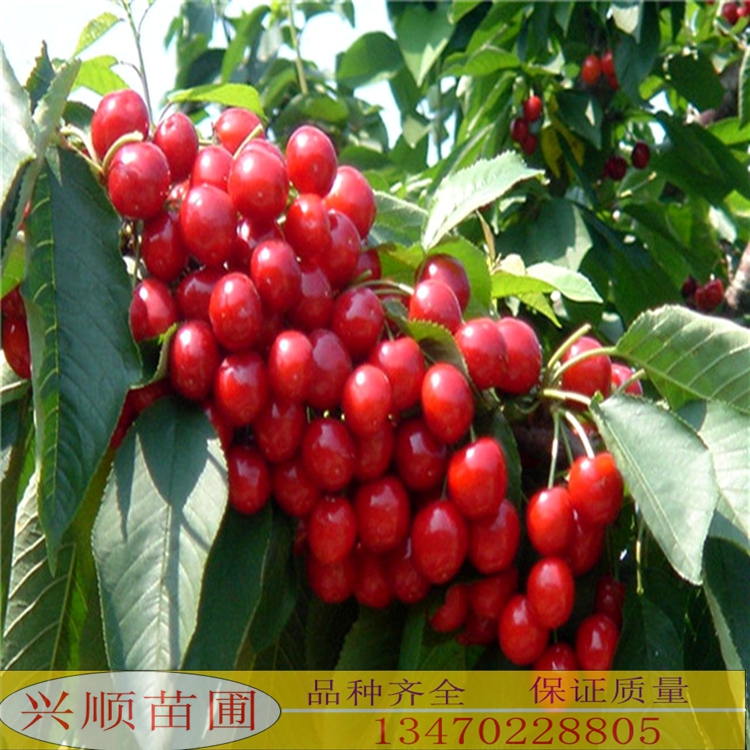 矮化樱桃苗、樱桃树苗批发、樱桃苗价格、樱桃苗品种、自产自销