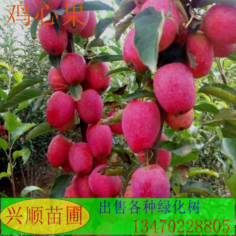鸡心果苗、海棠鸡心果树苗、鸡心果品种、鸡心果嫁接苗、自产自销