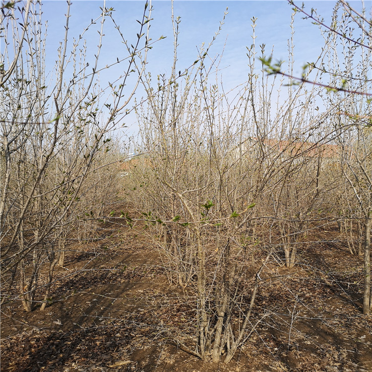 丁香价格 丛生丁香 丁香量大从优 丁香植株高大