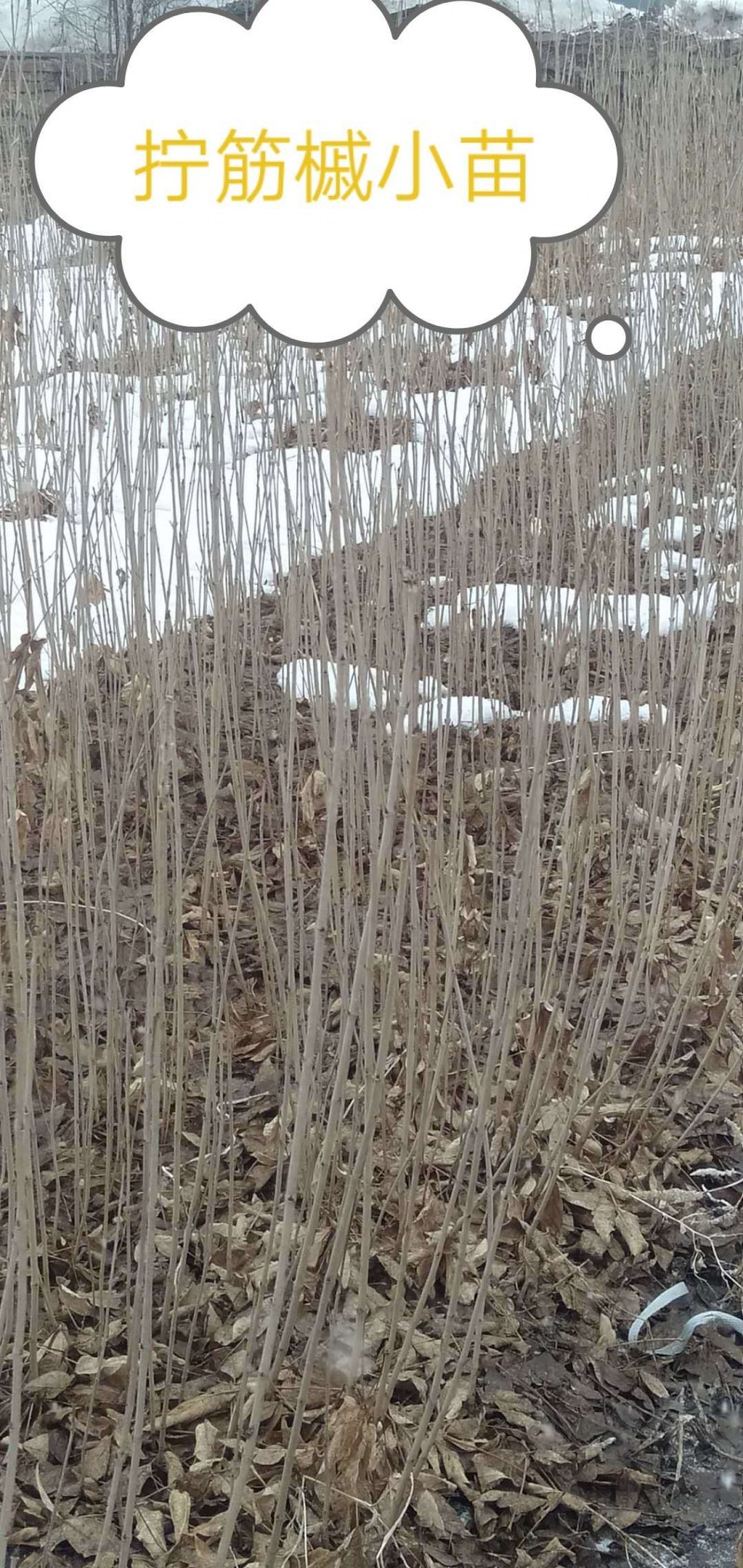苗圃现货拧筋槭小苗 落叶乔木 规格齐全质量优