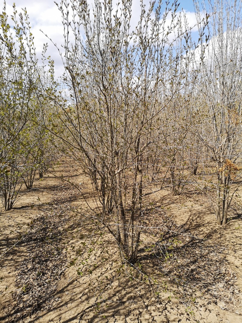 丁香生命力  丛生丁香基地 丛生丁香 丁香苗子批发