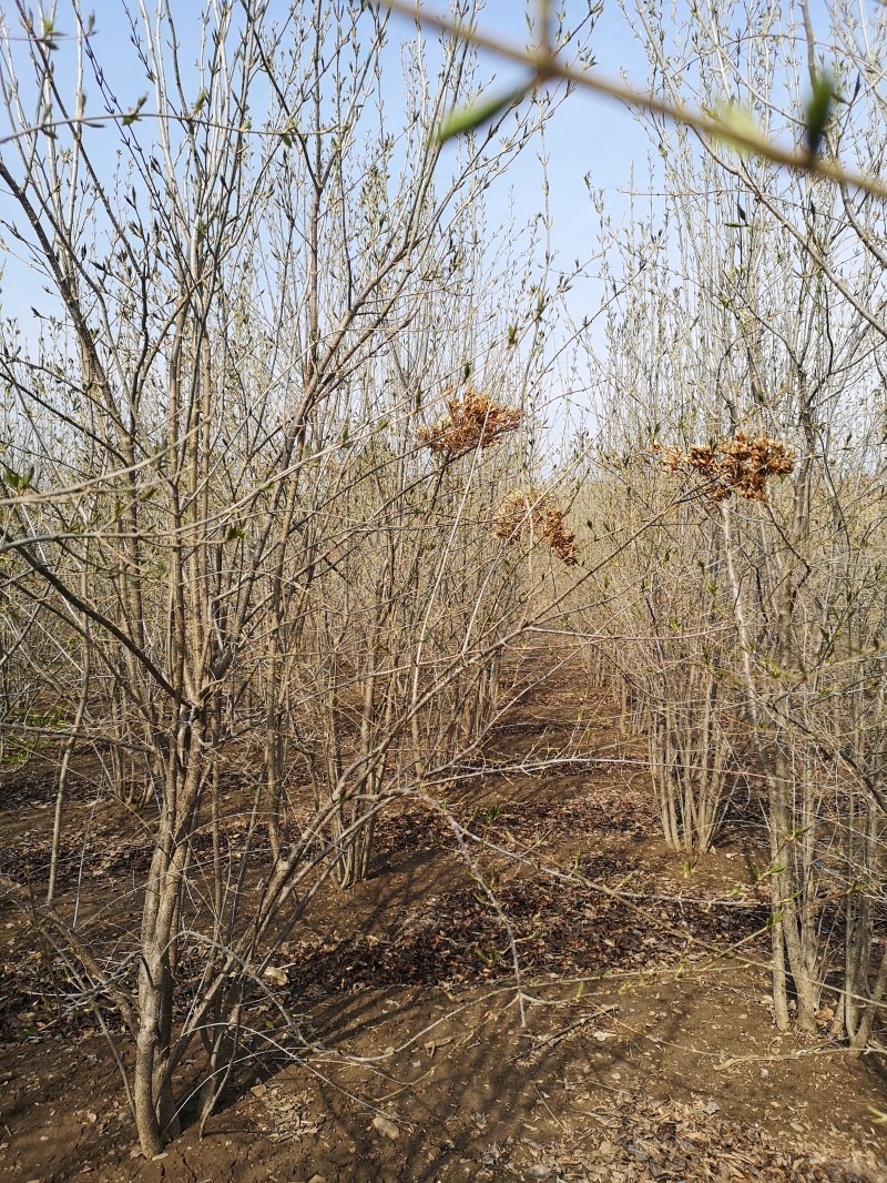 丛生丁香基地 丛生丁香 丁香苗子批发丁香生命力