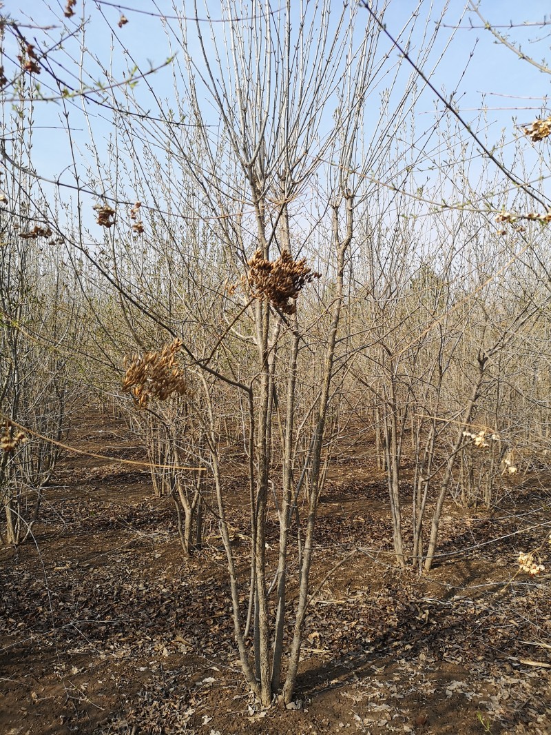 厂地直销 从生丁香 量大从优 丁香生命力强