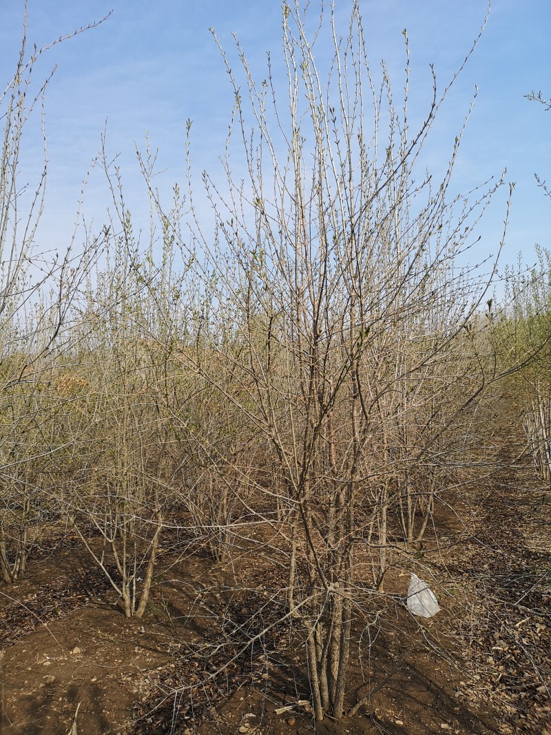 丁香植株高大 丁香量大从优 从生丁香 丁香生命力强