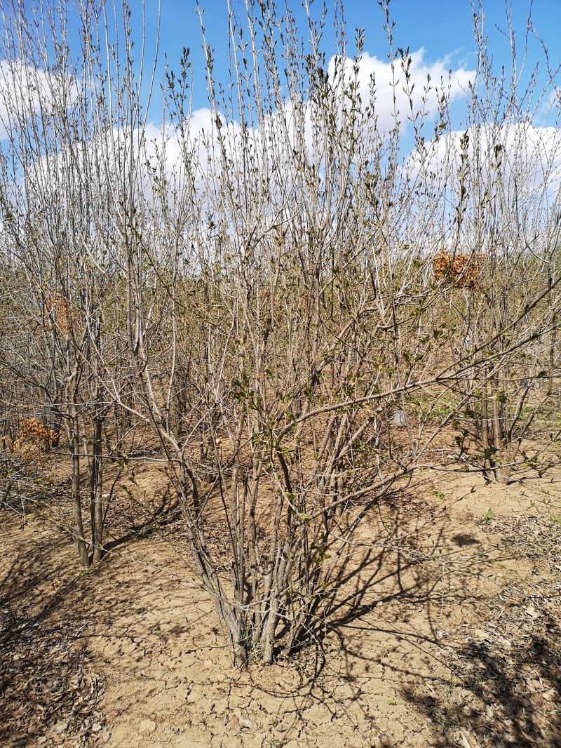 丁香植株高大 从生丁香 丁香价格 丁香生命力强