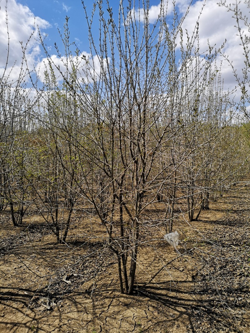 丁香价格 丁香量大从优 植株高大 丁香 从生丁香