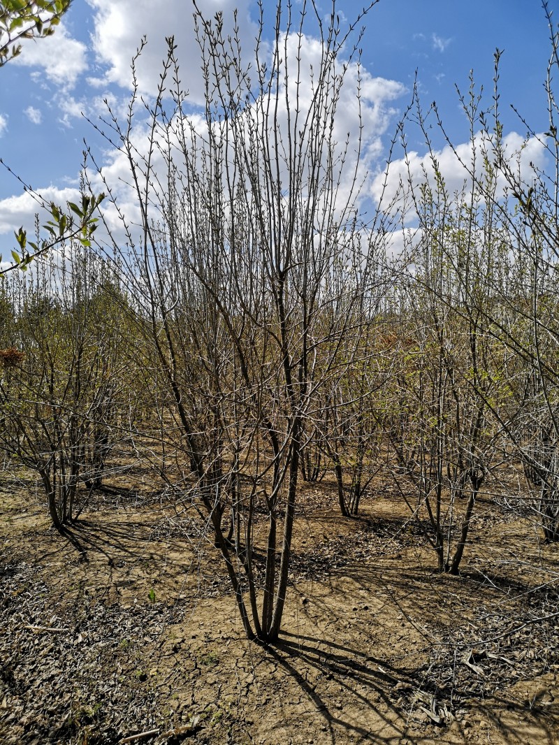 丁香价格 丁香量大从优 植株高大 丁香生命力强