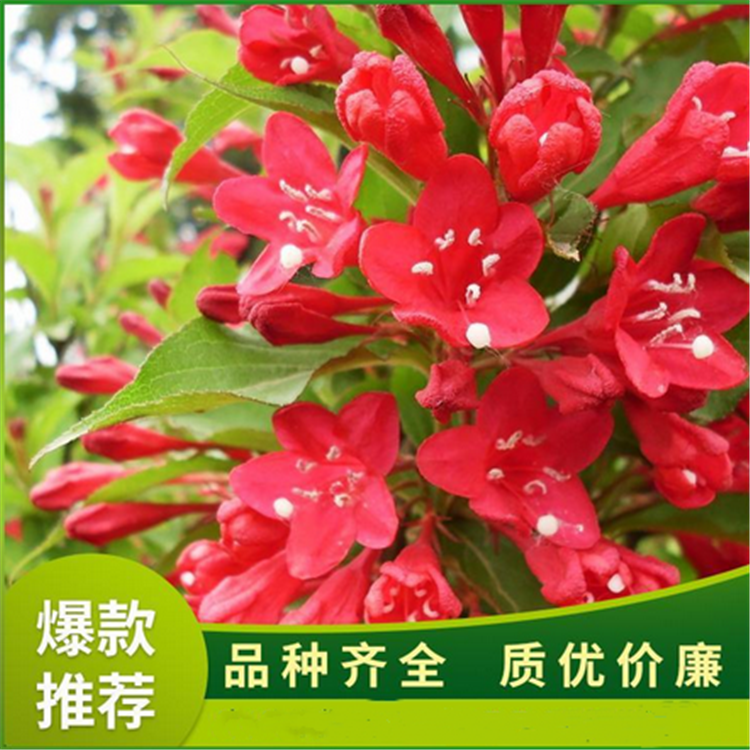 红王子锦带锦带花