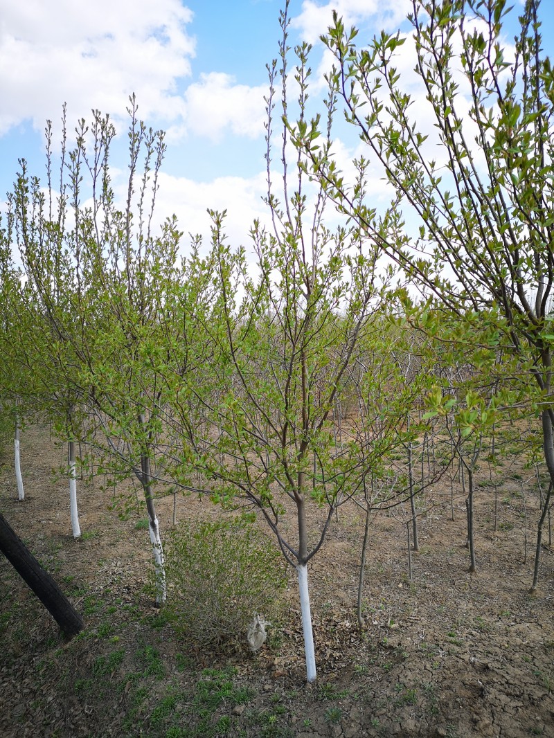 紫叶稠李出售 紫叶稠李基地 紫叶稠李价格  苗木基地