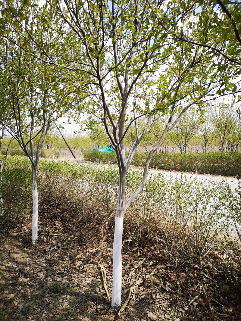 紫叶稠李价格 紫叶稠李出售 苗木基地 紫叶稠李基地