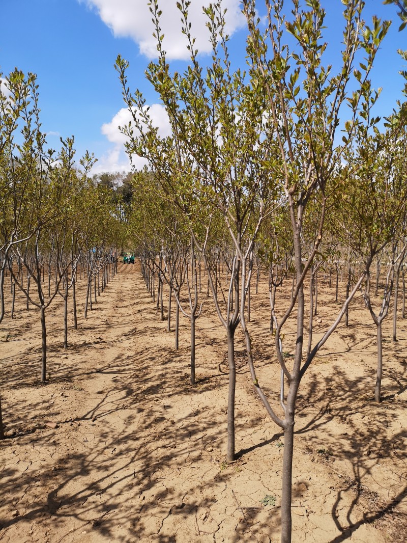 紫叶稠李基地  紫叶稠李价格美丽 紫叶稠李出售 苗木基地