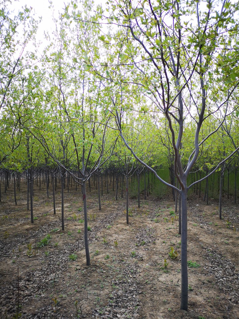 紫叶稠李价格美丽 紫叶稠李基地 紫叶稠李价格  苗木基地