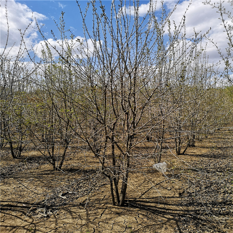 丁香生命力强 厂地直销 从生丁香 量大从优