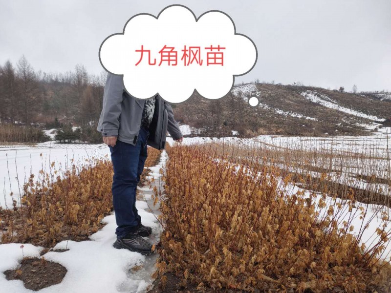 茶条槭价格 茶条槭价格 规格全价格优惠 茶条树苗