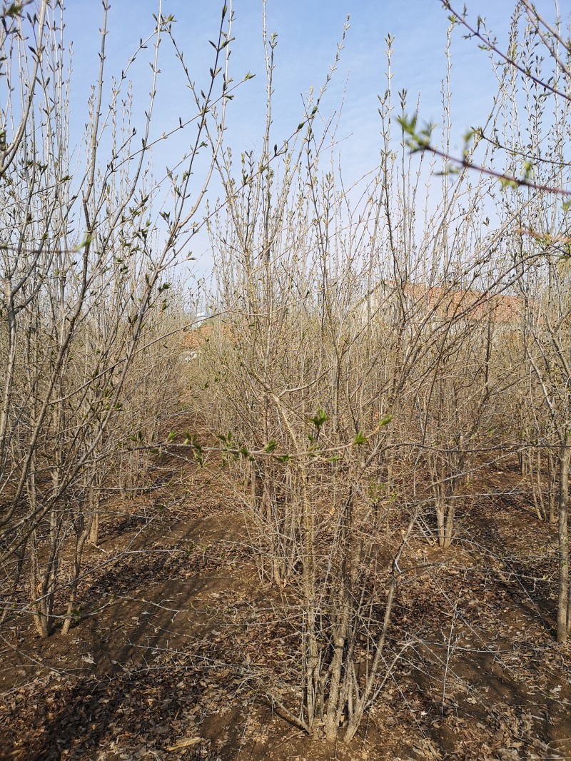 丁香价格 丁香量大从优  丁香生命力强 植株高大