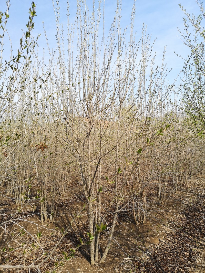 丁香价格 丁香量大从优  丁香生命力强 植株高大
