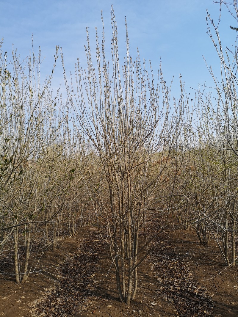 丁香价格 丁香量大从优  丁香生命力强 植株高大