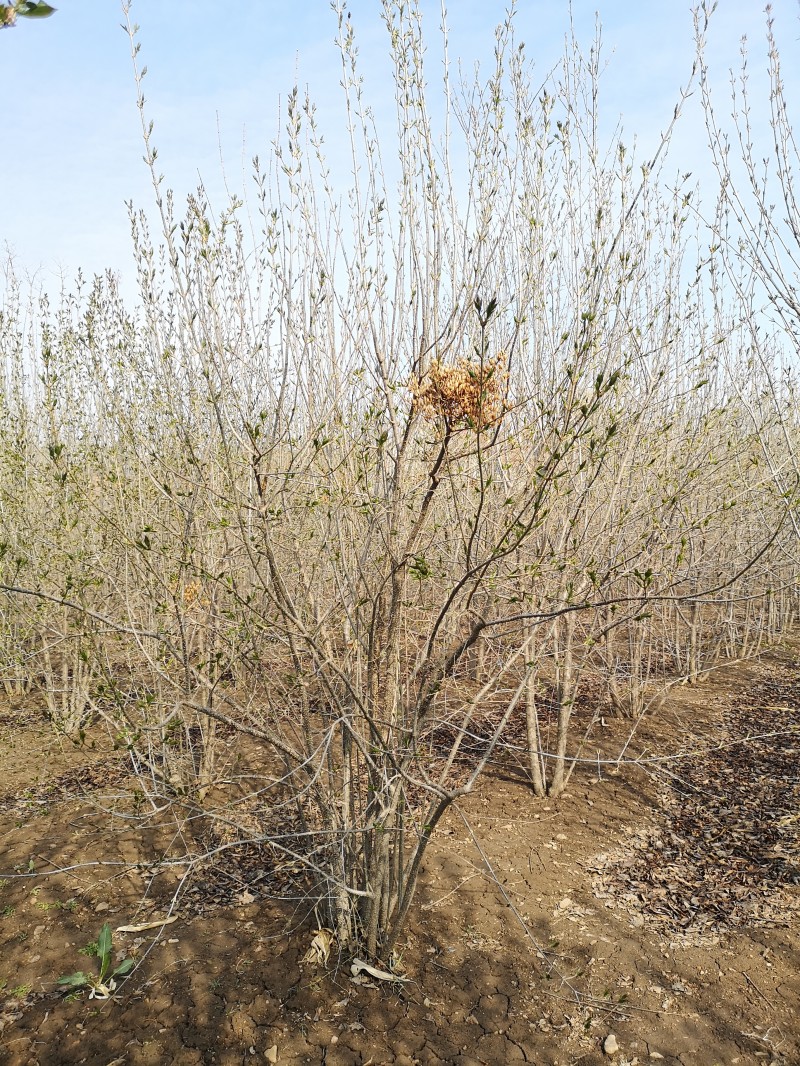 生命力强 丁香价格 丁香量大从优 植株高大