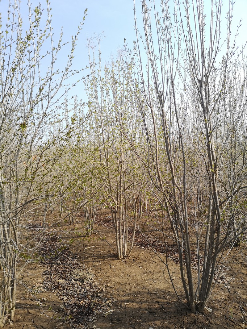 丁香生命力强 厂地直销 从生丁香 量大从优