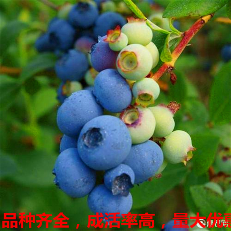珠宝蓝莓苗 珠宝蓝莓苗价格 蓝莓小苗 蓝莓苗种植