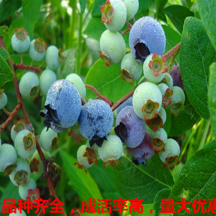 新千年丰产的蓝莓品种 盆栽蓝莓苗 适合盆栽的蓝莓品种