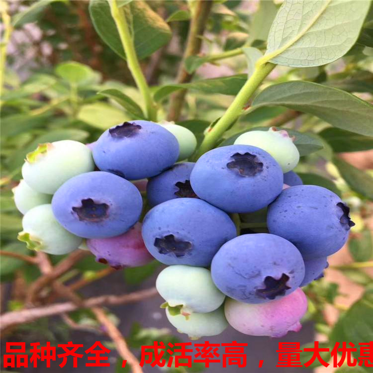 温莎温室蓝莓 陆地蓝莓 丰产的蓝莓品种 蓝莓亩产