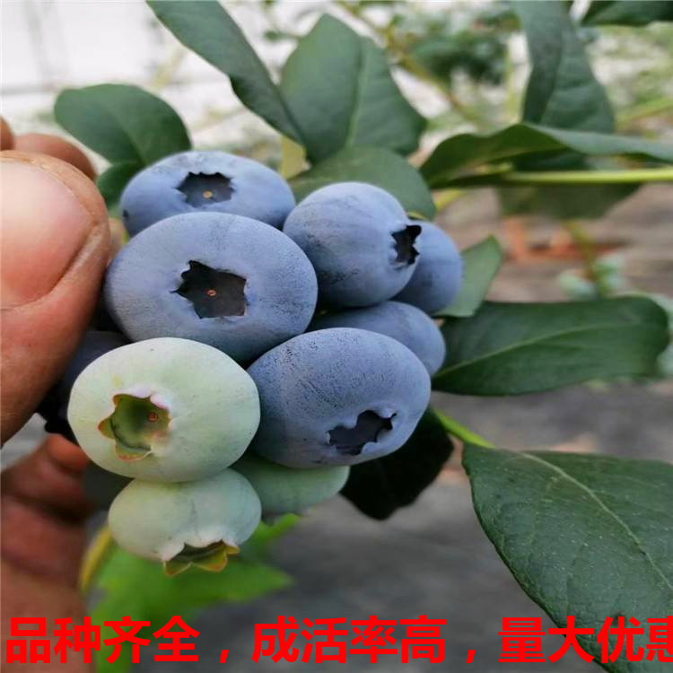 斯巴坦 蓝莓钵苗 蓝莓苔藓苗 组培蓝莓苗 蓝莓两年苗