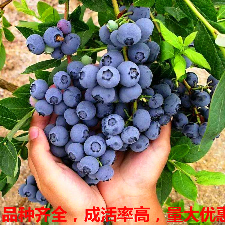 塞提拉 早熟蓝莓苗价格 蓝莓早熟品种 蓝莓产量高品种