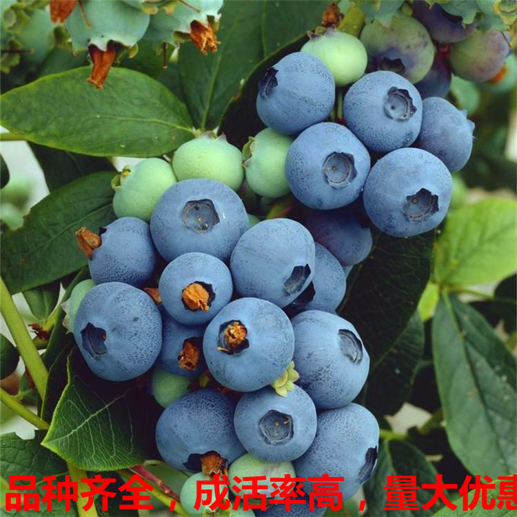 瑞贝尔 早熟蓝莓苗 南高丛蓝莓苗 适合温室种植的蓝莓苗