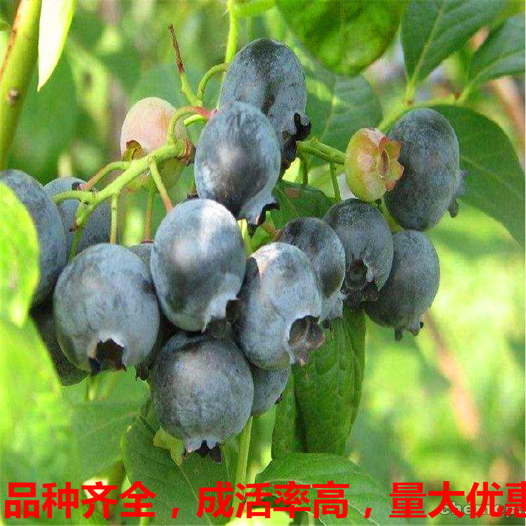 利伯蒂 好的蓝莓品种 好蓝莓品种 好的蓝莓苗价格