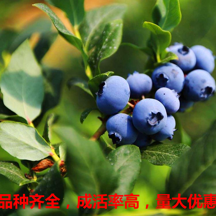 德雷珀 蓝莓种苗价格 蓝莓苗一颗大概价格 蓝莓苗供应批发
