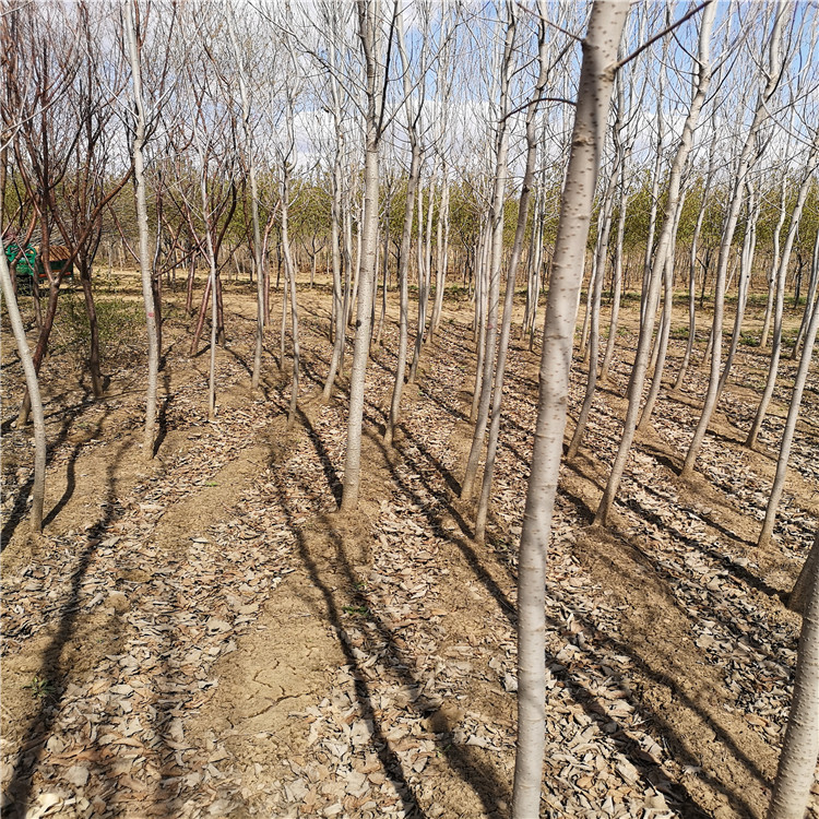 京桃价格 大量供应京桃山桃 绿化树小苗 京桃基地厂家直供