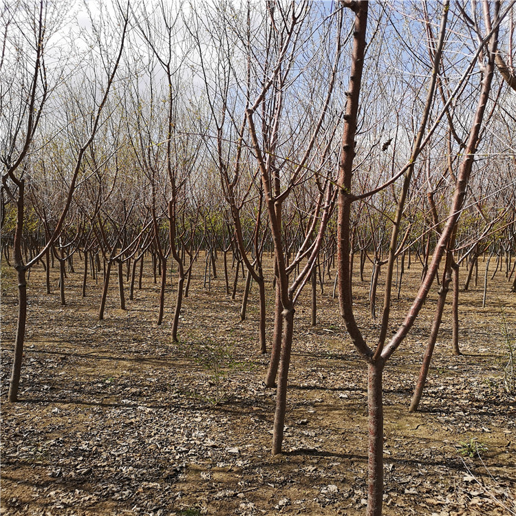绿化树小苗 京桃基地厂家直供 京桃价格 大量供应京桃山桃