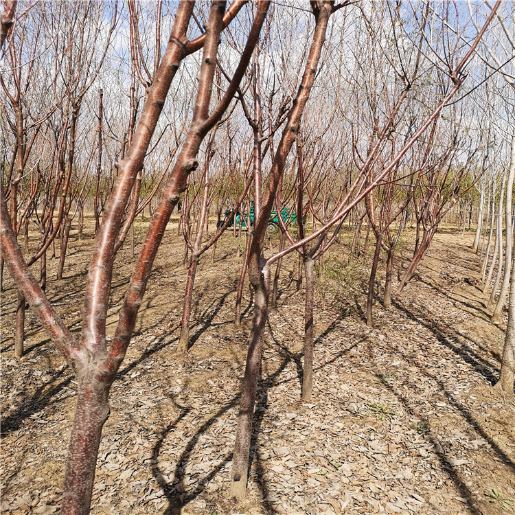 京桃基地厂家直供 京桃价格 大量供应京桃山桃 绿化树小苗