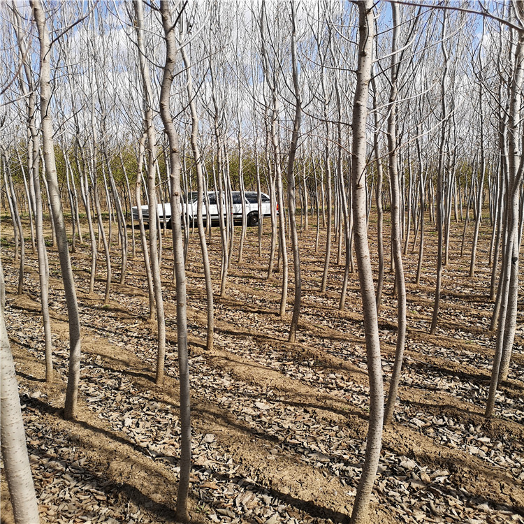 新品山桃 京桃4--15公分 京桃价格便宜货源充足 京桃