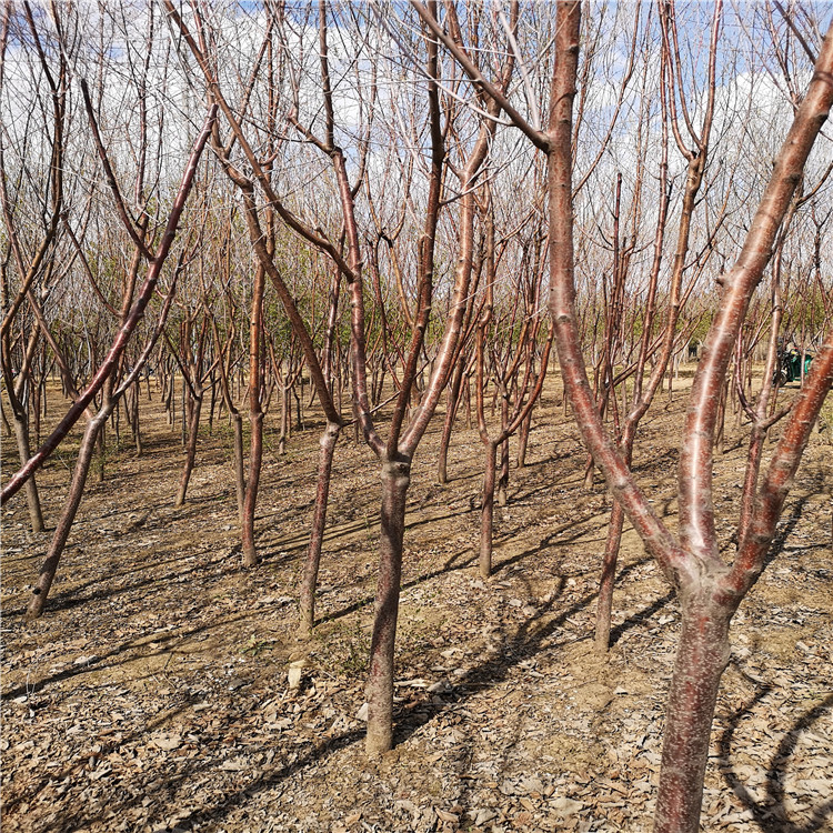 京桃价格便宜货源充足 京桃 新品山桃 京桃4--15公分