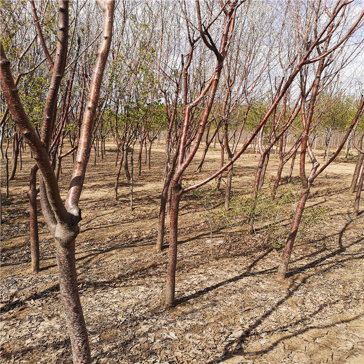 京桃4--15公分 京桃 新品山桃 京桃价格便宜货源充足