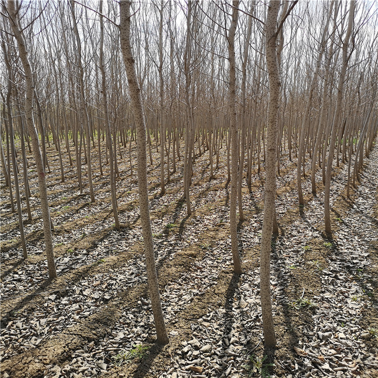 京桃圃乔树木 京桃种植地 栽庭院果树 京桃全国现货
