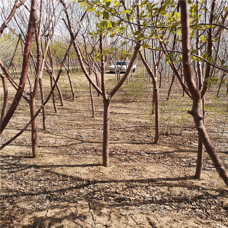 露地园林绿化京桃 京桃小苗乔木批发 播种苗种子京桃