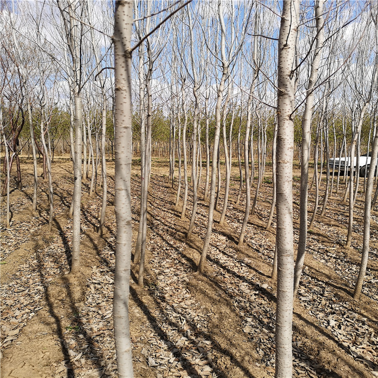 京桃种植地 栽庭院果树 产地直批京桃种植