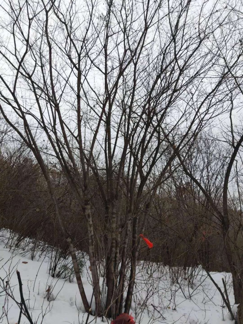 规格全价格优惠 丛生茶条槭小苗 茶条槭价格