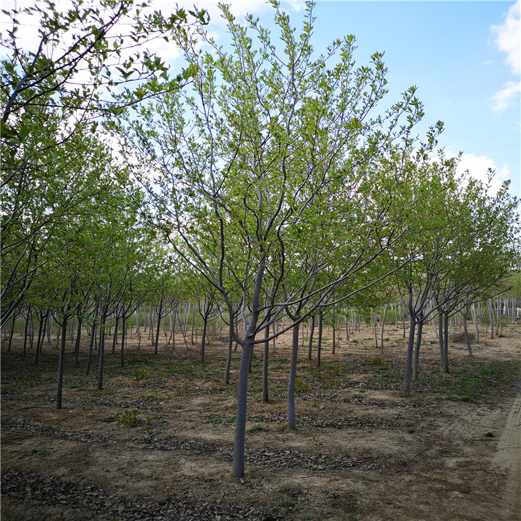 怡景园林苗圃 紫叶稠李  紫叶稠李4-8公分 厂家定制