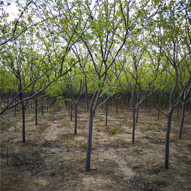 怡景园林苗圃  紫叶稠李8公分 紫叶稠李基地 现货批发