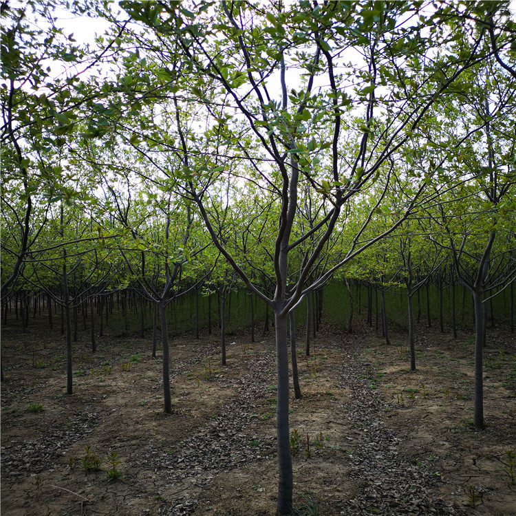 怡景园林苗圃  紫叶稠李5公分 紫叶稠李 货源充足