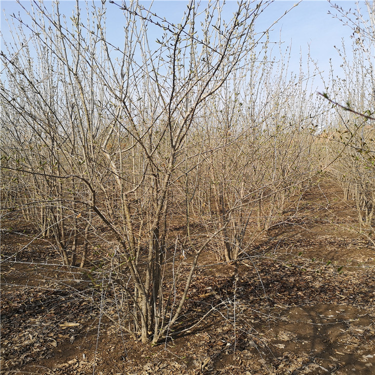 怡景园林 耐寒暴马丁香  暴马丁香树苗  价格合理