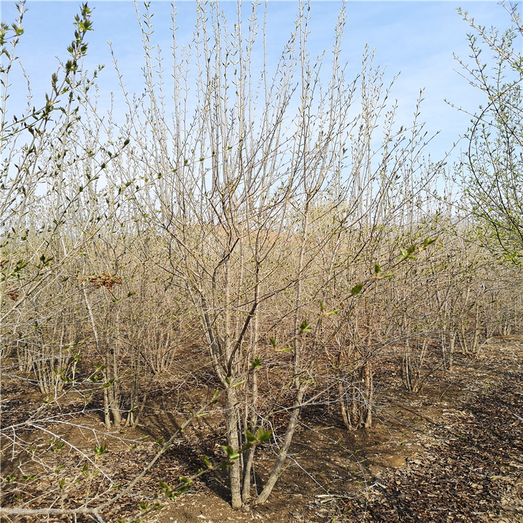 怡景园林 暴马丁香树苗 暴马丁香树苗 现货批发