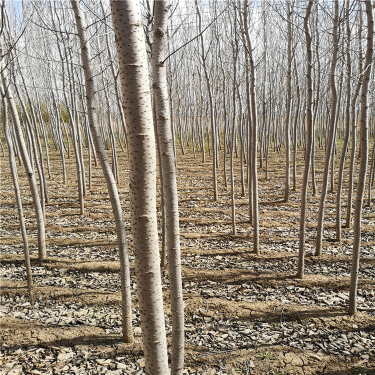 怡景园林苗圃 京桃种植地 栽庭院果树 现货批发