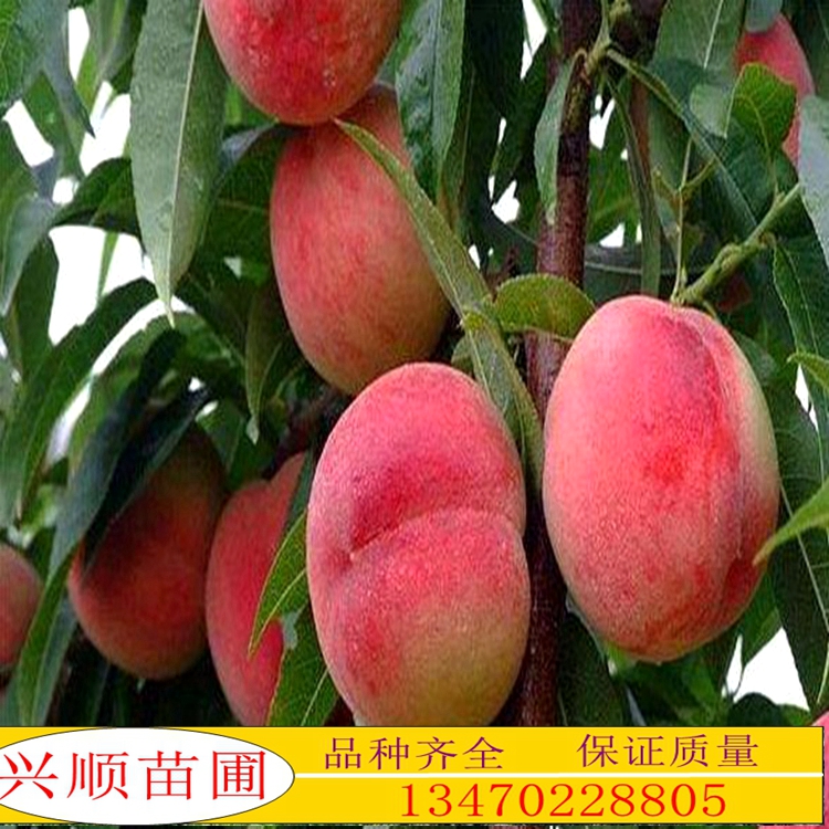 毛桃苗、桃树苗、一年毛桃苗、桃树嫁接苗、桃树苗价格、自产自销